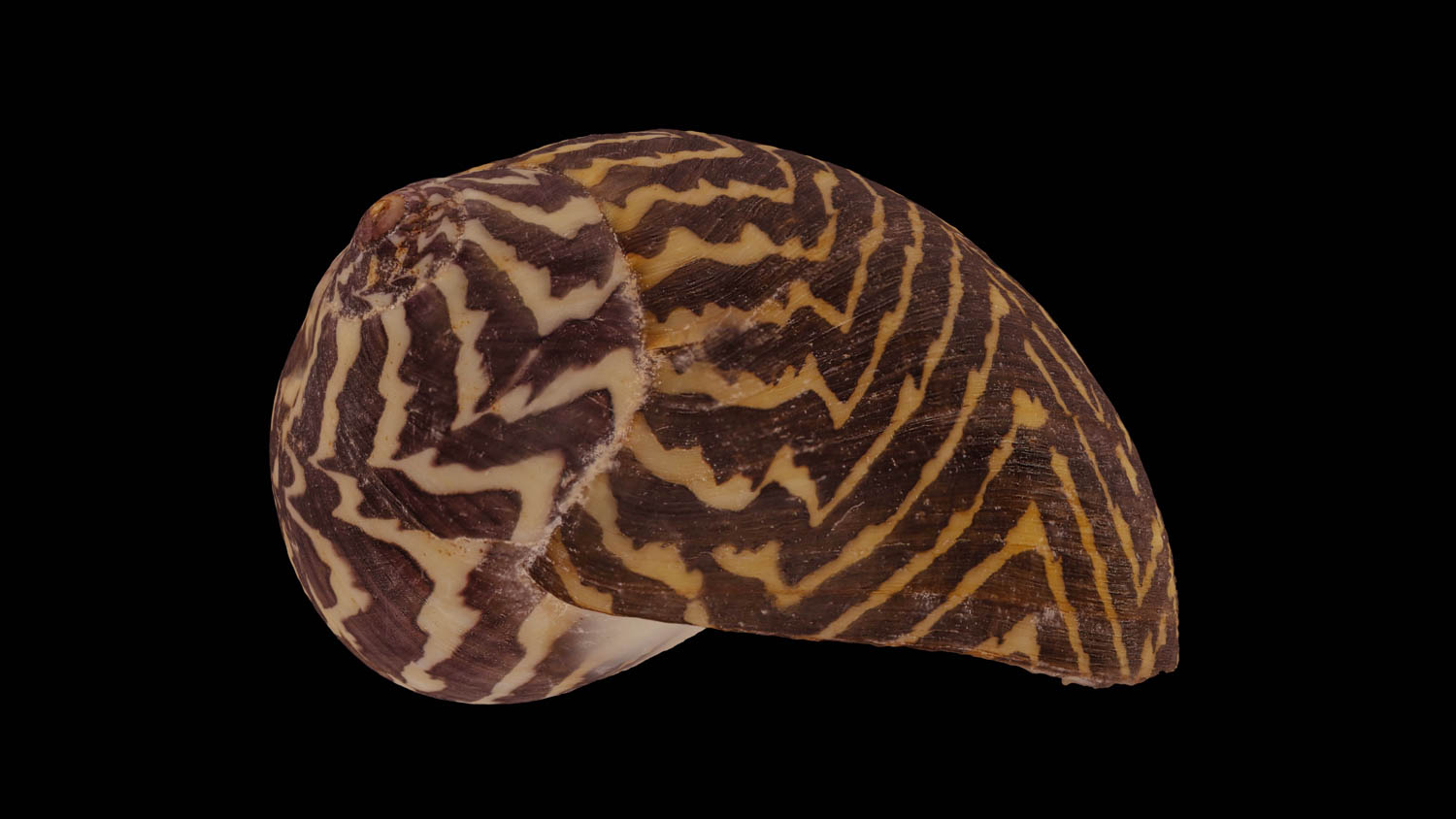 Vittina coromandeliana